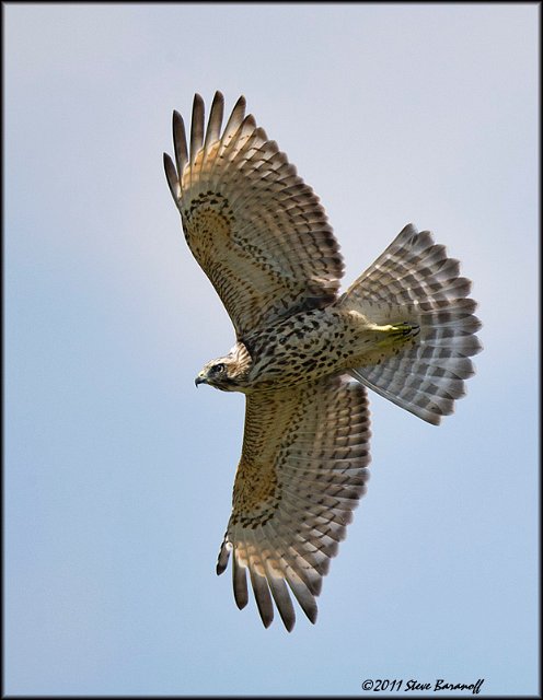 _1SB7239A Red-tailed Hawk.jpg